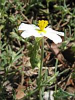 Helianthemum apenninum subsp Apenninum (fam Cistacees) (Europe sud et sud-ouest) (5) (Photo F. Mrugala)